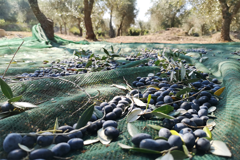 olio oliva salento