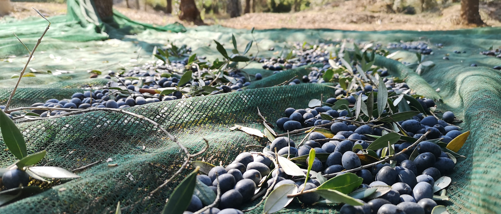 olio oliva salento
