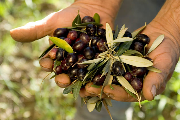 Raccolta delle olive esperienze salento