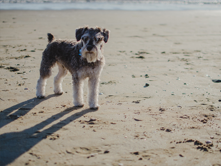 B&B Salento Puglia con animali ammessi